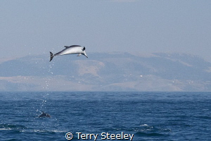 Dolphins! A wonderful distraction to a slow day on the sa... by Terry Steeley 